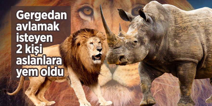 Gergedan avlamak isteyen 2 kişi aslanlara yem oldu