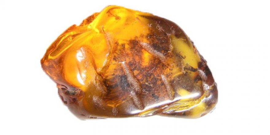 99 milyon yıllık yılan yavrusu fosili bulundu