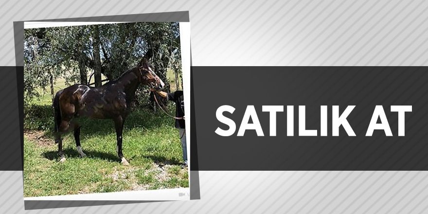 Bedelli askerlik parası için atını satışa çıkardı