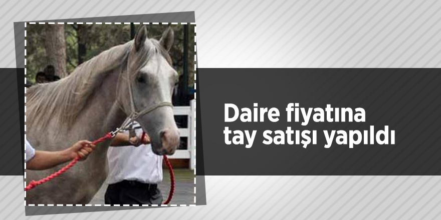 Daire fiyatına tay satışı yapıldı