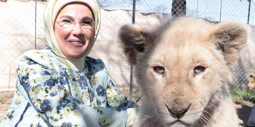 Emine Erdoğan yavru aslanları sevdi