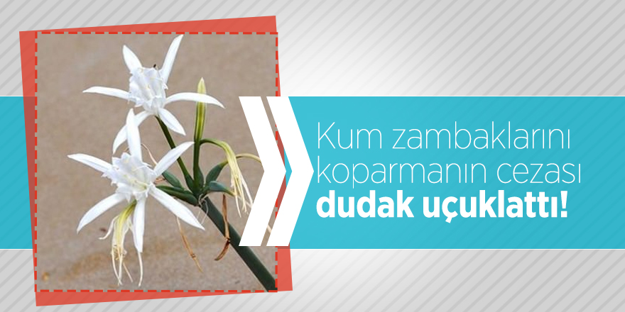 Kum zambaklarını koparmanın cezası dudak uçuklattı!