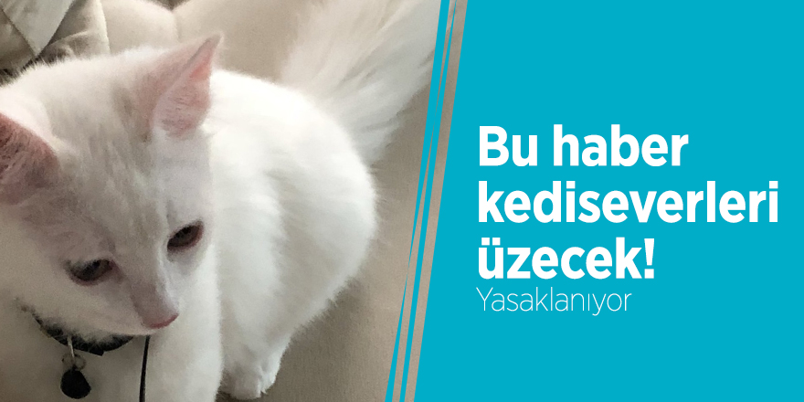 Bu haber kediseverleri üzecek! Yasaklanıyor