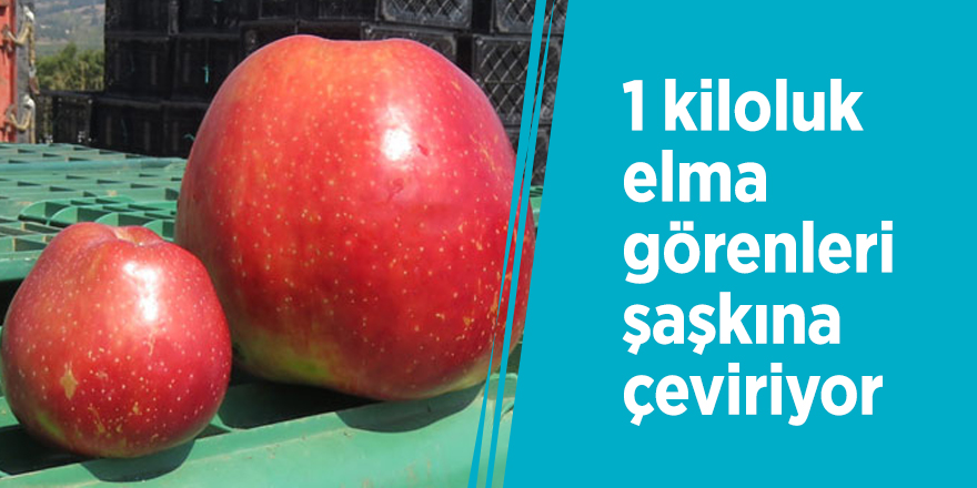 1 kiloluk elma görenleri şaşkına çeviriyor