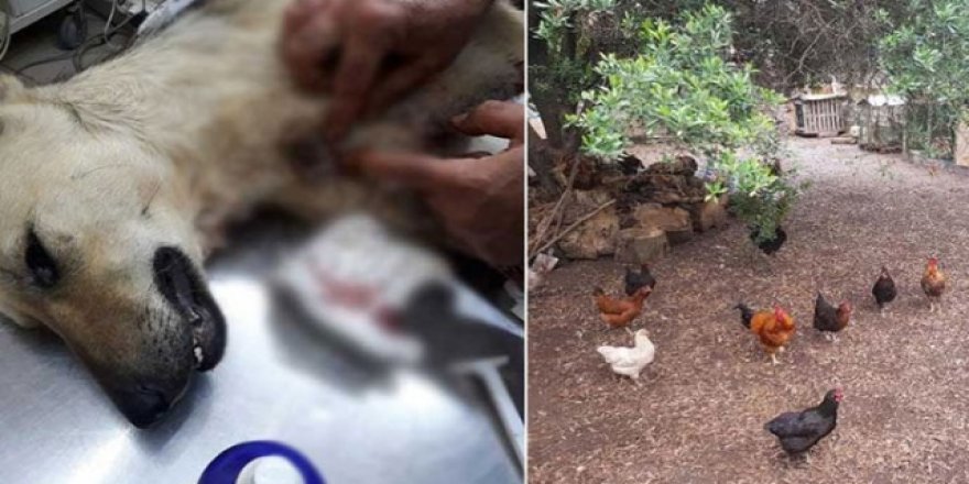 Yavru köpekleri, tavukları yüzünden öldürdü