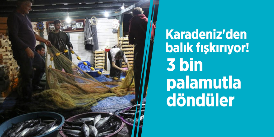 Karadeniz'den balık fışkırıyor! 3 bin palamutla döndüler