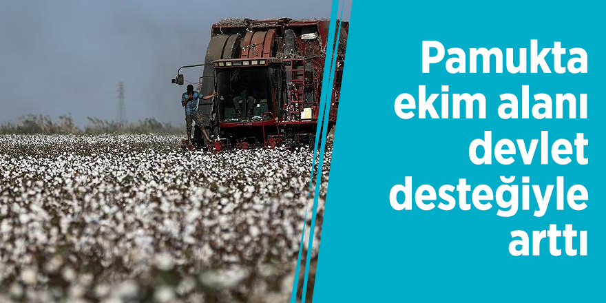 Pamukta ekim alanı devlet desteğiyle arttı