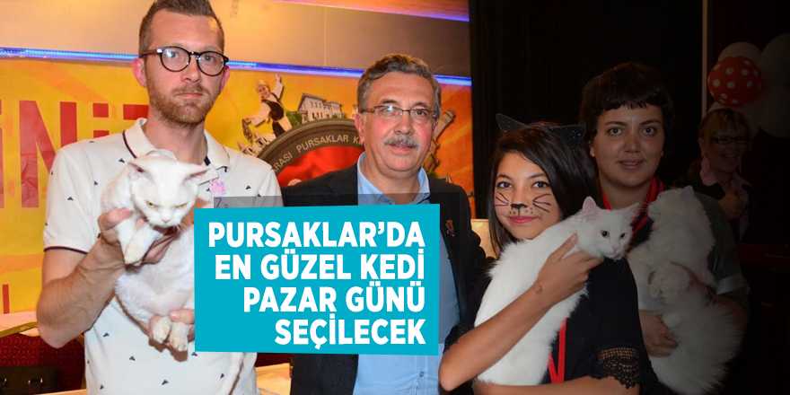 Pursaklar’da en güzel kedi pazar günü seçilecek
