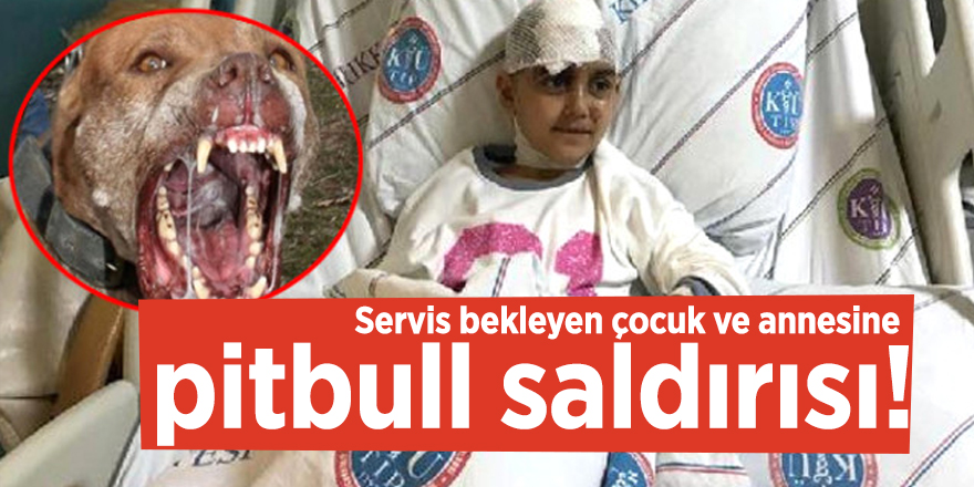 Servis bekleyen çocuk ve annesine pitbull saldırısı!