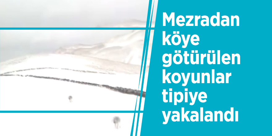 Mezradan köye götürülen koyunlar tipiye yakalandı