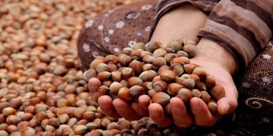 Giresun'da fındık fiyatı 13,50 liraya yükseldi