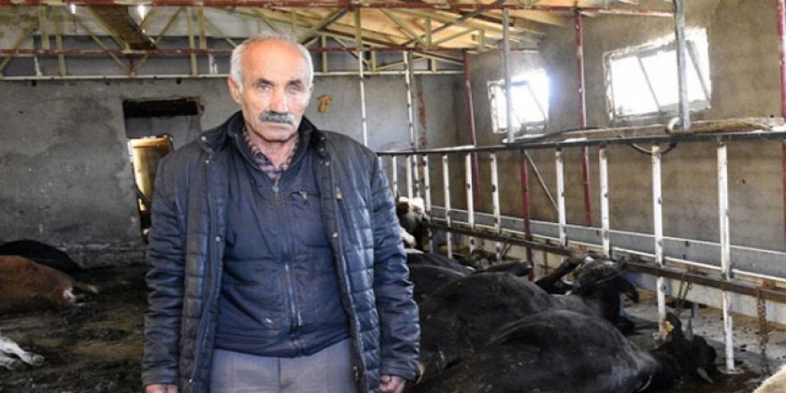 Gümüşhane’de 21 büyükbaş hayvan telef oldu