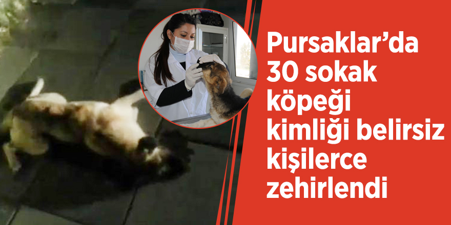 Pursaklar’da 30 sokak köpeği kimliği belirsiz kişilerce zehirlendi