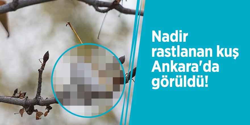 Nadir rastlanan kuş Ankara'da görüldü!