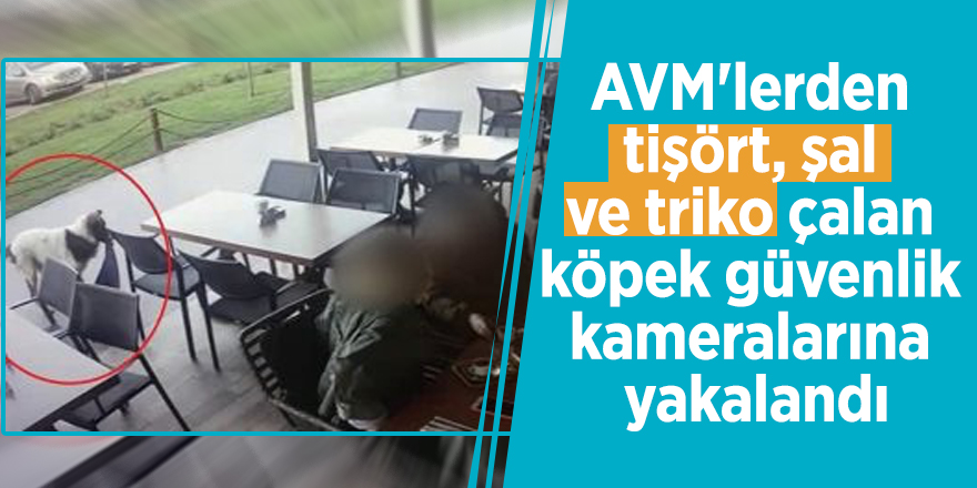 AVM'lerden tişört, şal ve triko çalan köpek güvenlik kameralarına yakalandı