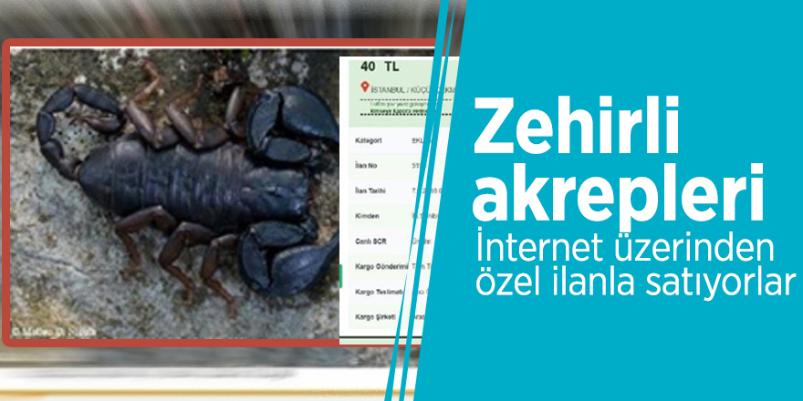 Zehirli akrepleri internet üzerinden özel ilanla satıyorlar
