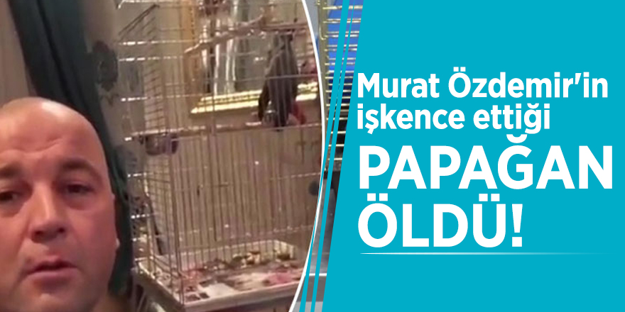 Murat Özdemir'in işkence ettiği papağan öldü!