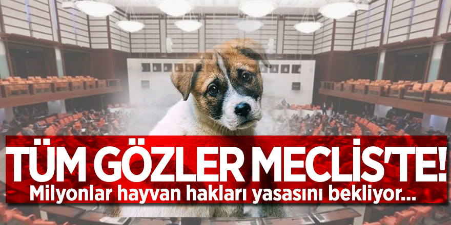 Tüm gözler Meclis'te! Milyonlar hayvan hakları yasasını bekliyor...