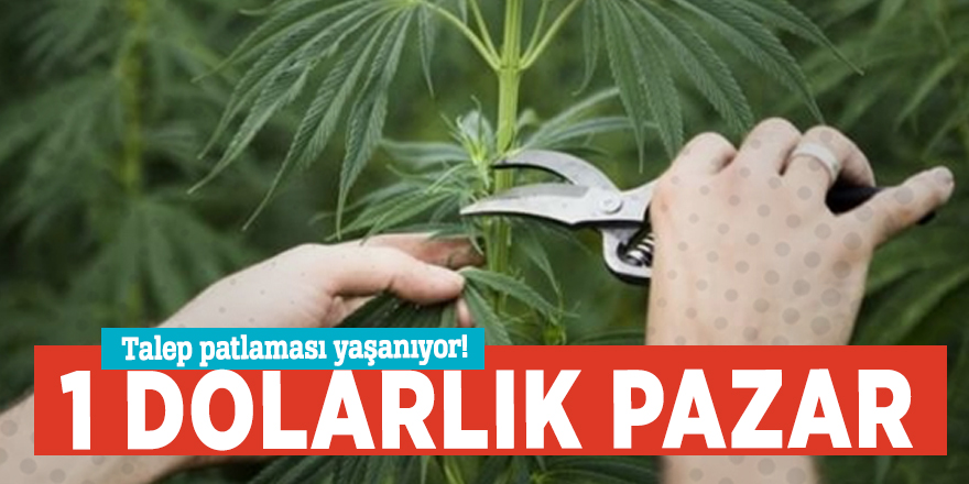 Talep patlaması yaşanıyor! 1 dolarlık pazar