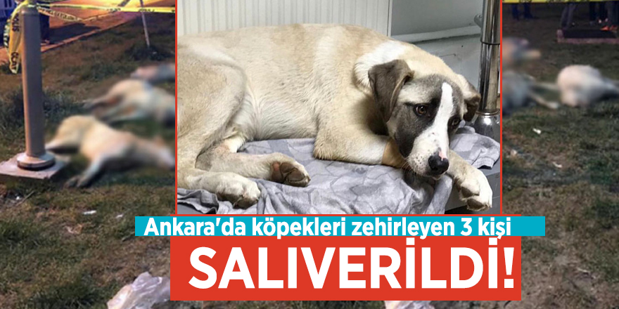 Ankara'da köpekleri zehirleyen 3 kişi salıverildi!