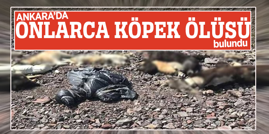 Ankara'da onlarca köpek ölüsü bulundu!