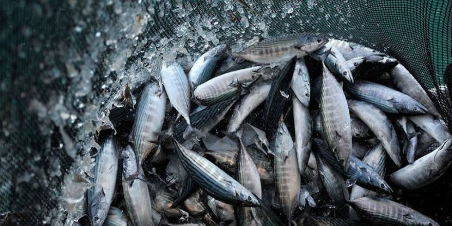 Balık fiyatlarına ramazan ayarı çekildi!