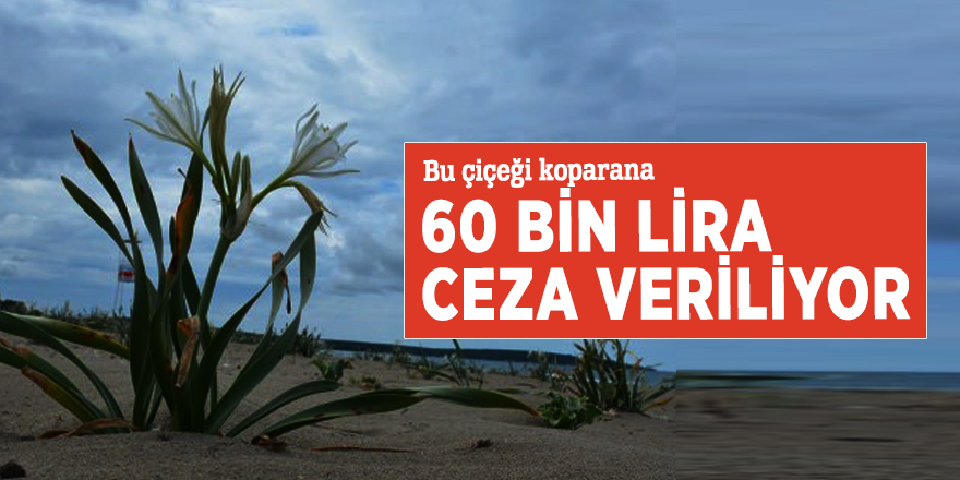 Bu çiçeği koparana 60 bin lira ceza veriliyor