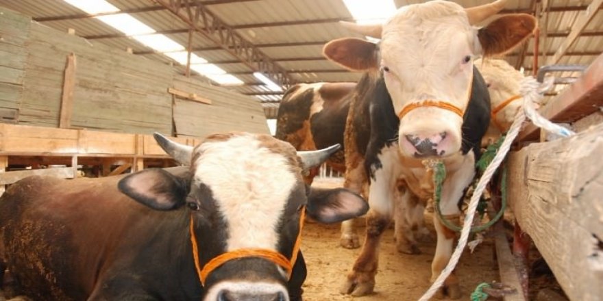 Kurban pazarlarında hayvanlar erken tükendi