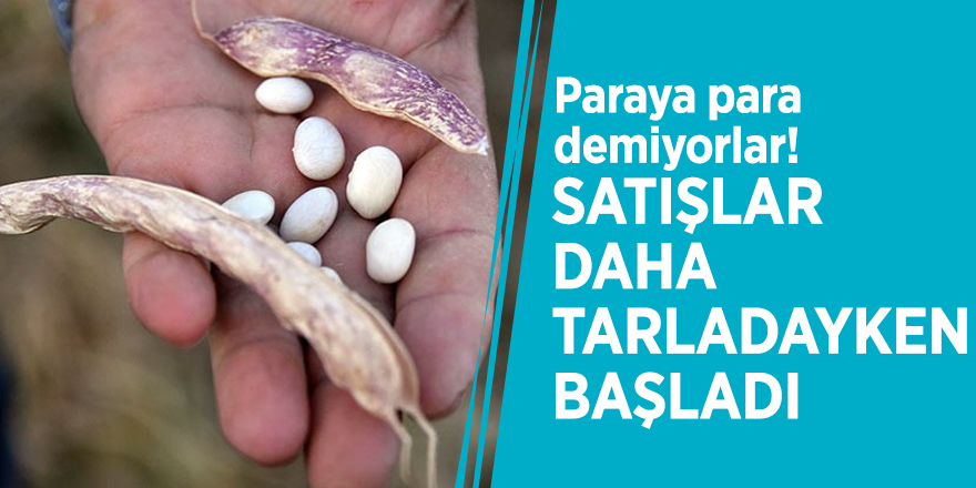 Paraya para demiyorlar! Satışlar daha tarladayken başladı