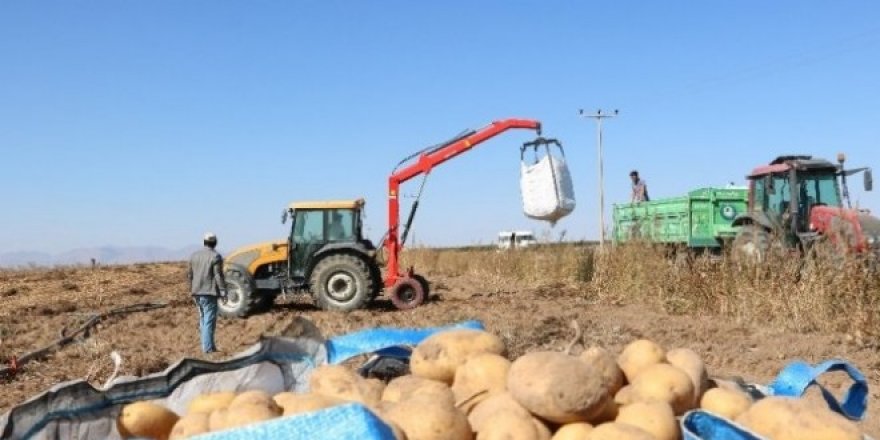 Patates üreticisi, ihracat ve tanzim satışı istiyor