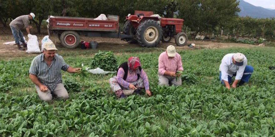 İstanbul'u zehirleyen ıspanaklar Ankara'dan gönderilmiş!