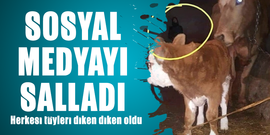 Hayvan ahırındaki fotoğraf sosyal medyayı salladı: Herkesi tüyleri diken diken oldu