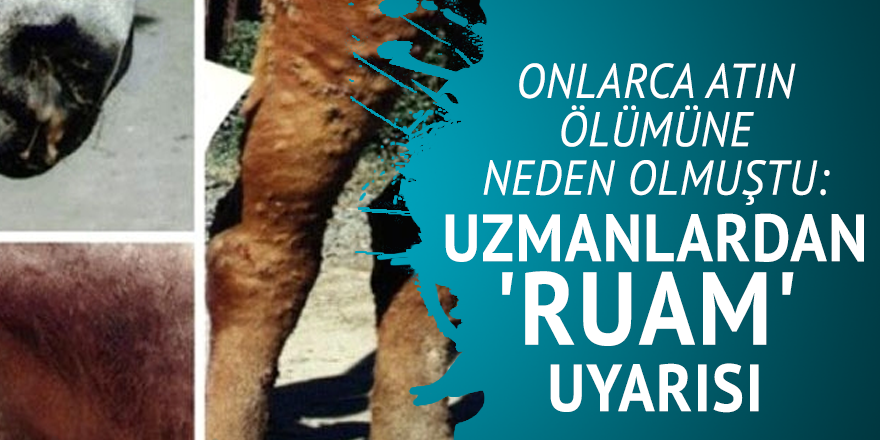 Onlarca atın ölümüne neden olmuştu: Uzmanlardan 'ruam' uyarısı