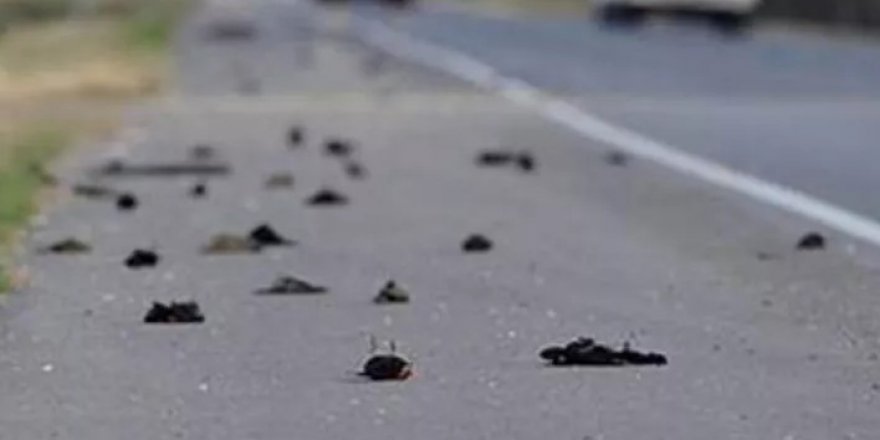 Uyarı geldi: Ölü kuşlara sakın dokunmayın!