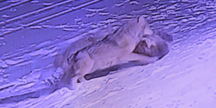 Erzurum'da aç kalan kurtlar köpeği parçaladı!