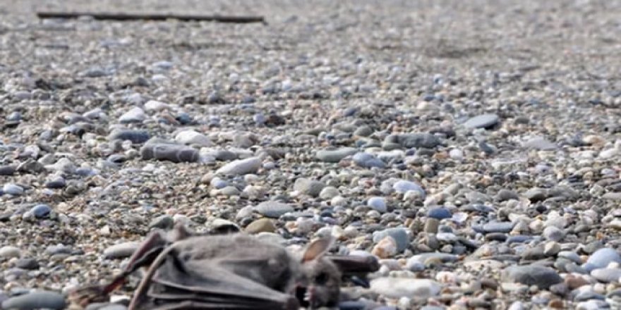 Antalya'da 'koronavirüs' paniği