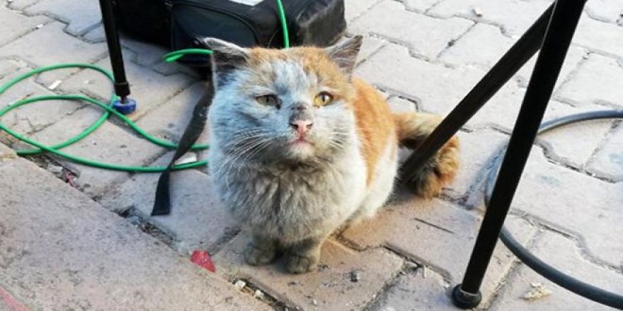 Enkaz altından çıkarılan kedi "Toros" için twitter hesabı açıldı