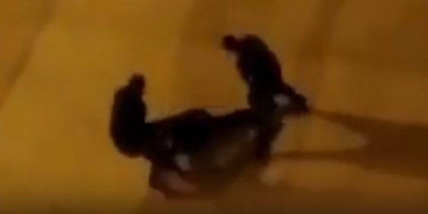 Sarhoş adamı darp eden bekçiler kameralara yakalandı
