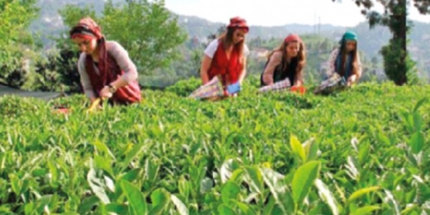 Karadeniz'de çay seferberliği!