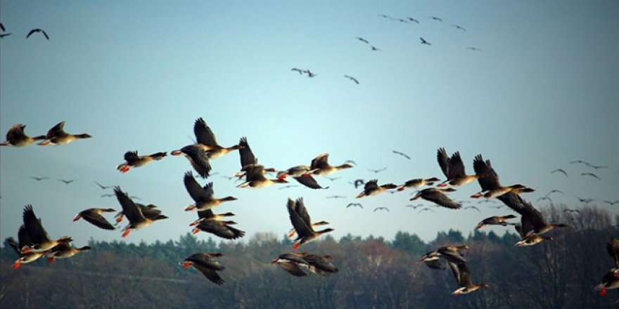 ABD'de yasa değişikliği ile milyarlarca kuş ölebilir