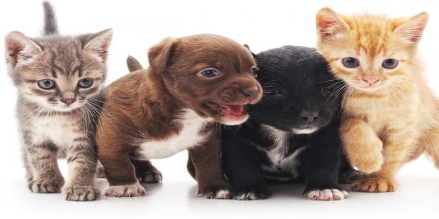 Sokak hayvanları için 81 ile genelge gönderildi