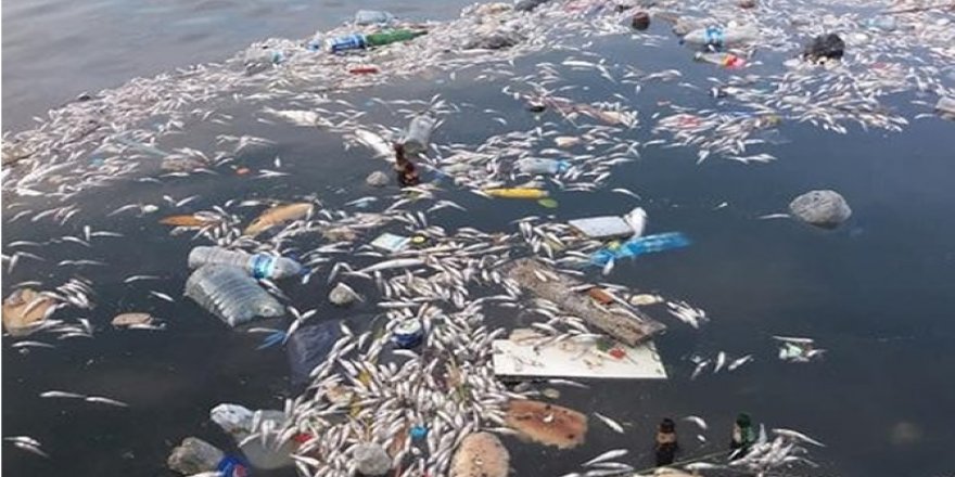 Çevre Ve Şehircilik Bakanlığından Küçükçekmece Gölü'ndeki Balık Ölümlerine İlişkin Açıklama