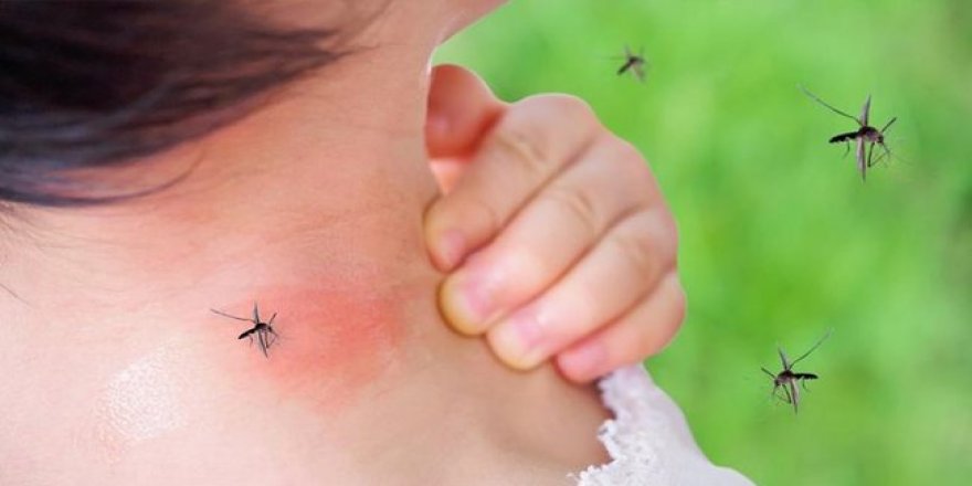 Kovid-19'un sivrisinekler yoluyla bulaşamayacağını doğrulandı
