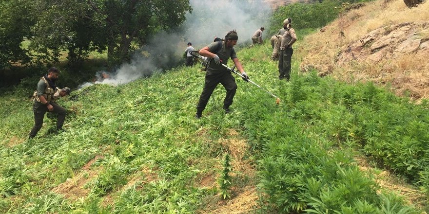 Bingöl'de 15 günde 7 milyon kök Hint keneviri imha edildi