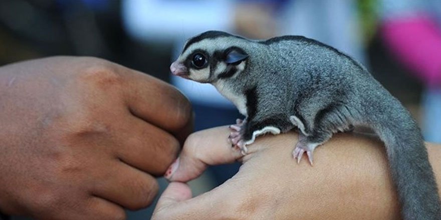 Çin ve Moğolistan'dan sonra ABD'de de Hıyarcıklı Veba görüldü