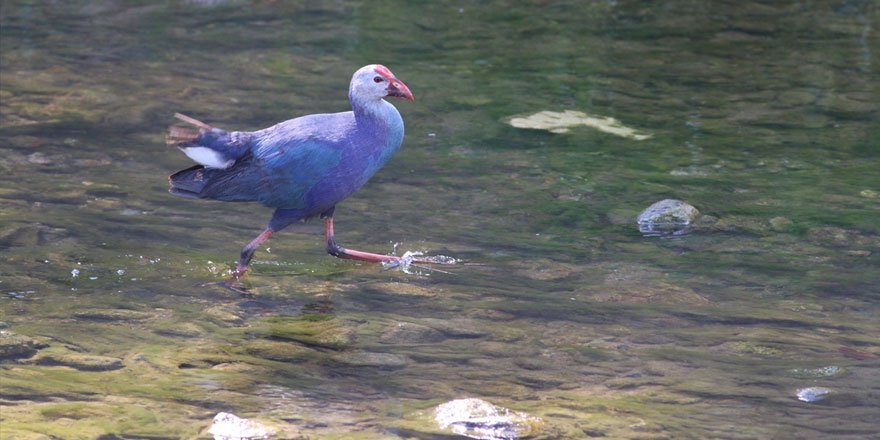 Giresun'da nesli tükenmekte olan Saz Horozu görüntülendi!
