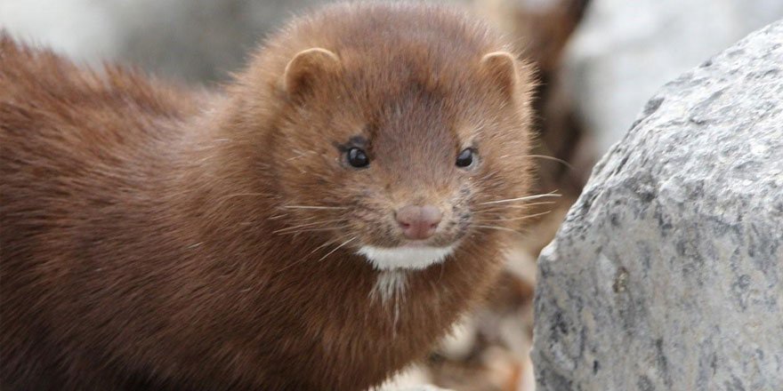 İspanya'da 100 bine yakın vizon öldürülecek