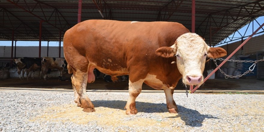 Paşa lakaplı tosun araba fiyatına satıldı