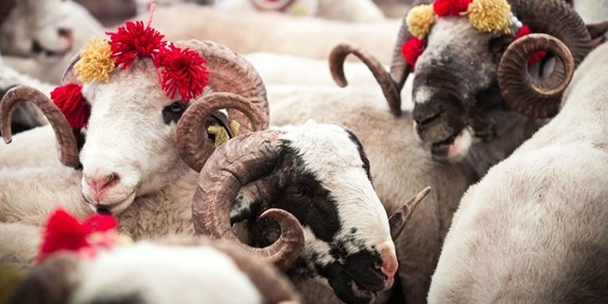 Elde kalan kurbanlıkları Et ve Süt Kurumu alacak