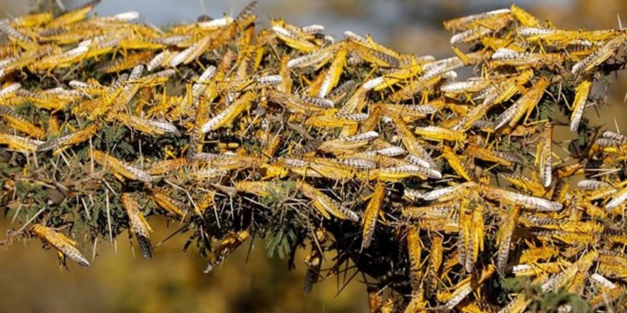 Çin’de çekirge sürüsü 10 bin hektardan fazla alanı istila etti